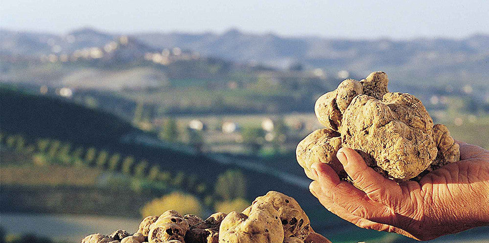 Handful of white truffles