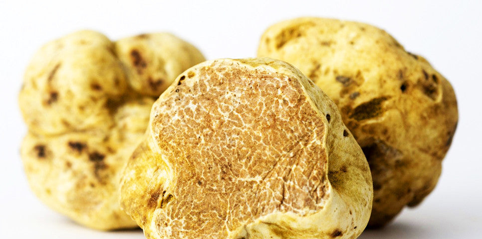 White truffles freshly taken out from the ground in south Italy